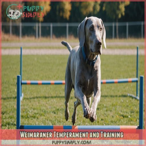 Weimaraner Temperament and Training Weimaraner Temperament and Training
