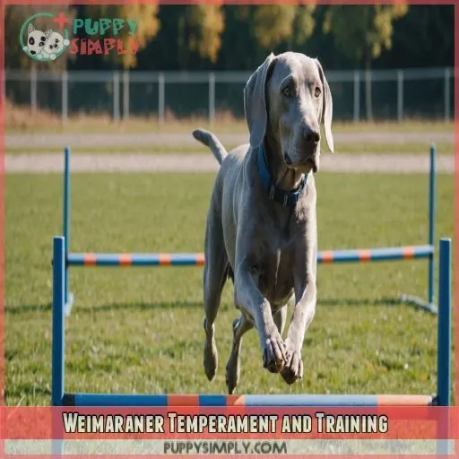 Weimaraner Temperament and Training