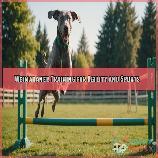 Weimaraner Training for Agility and Sports