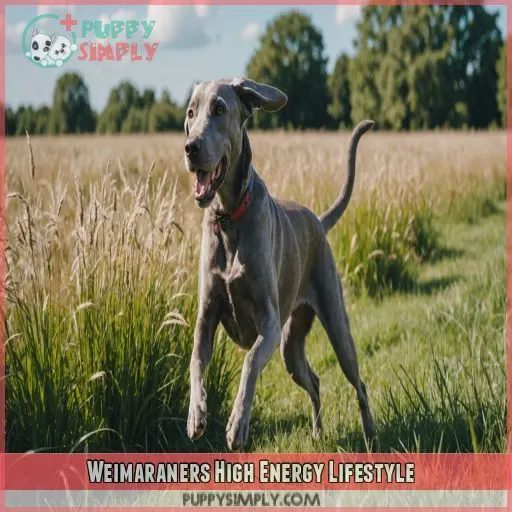 Weimaraners High Energy Lifestyle