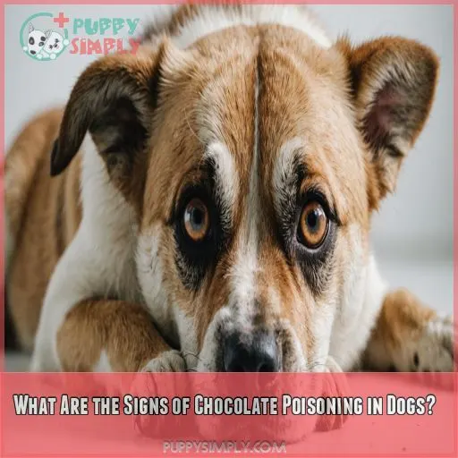 What Are the Signs of Chocolate Poisoning in Dogs