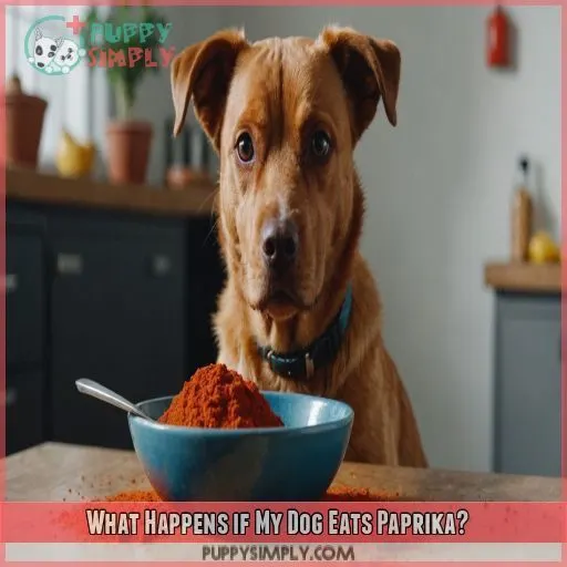 What Happens if My Dog Eats Paprika