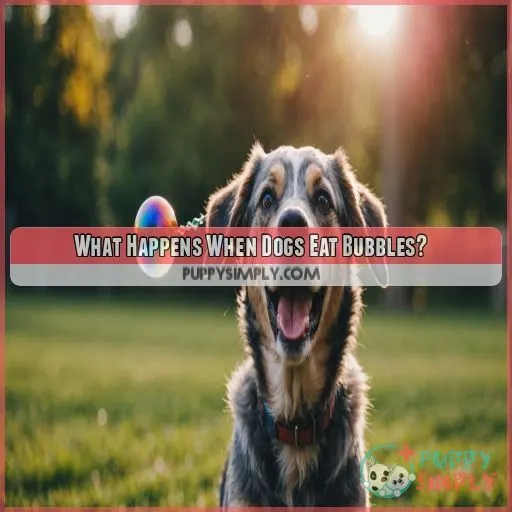 What Happens When Dogs Eat Bubbles