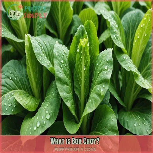 What is Bok Choy