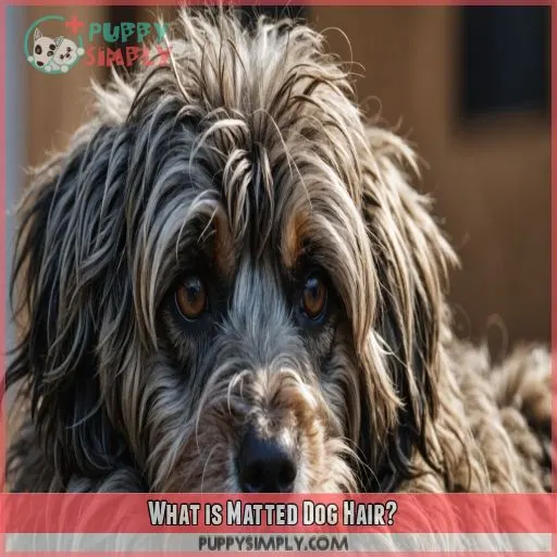 What is Matted Dog Hair