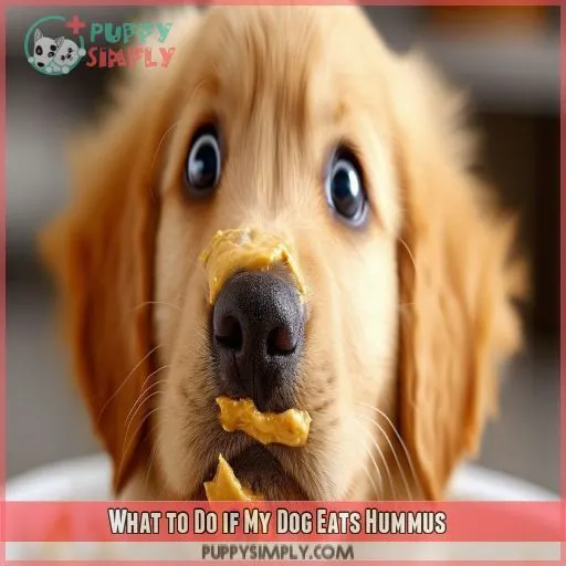 What to Do if My Dog Eats Hummus