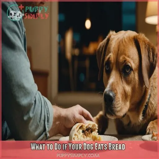 What to Do if Your Dog Eats Bread