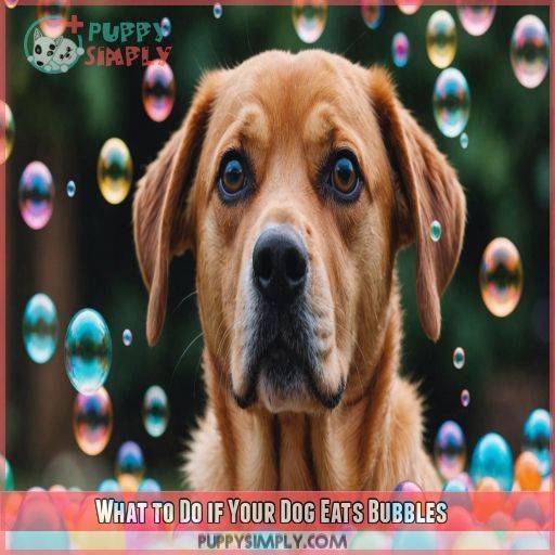 What to Do if Your Dog Eats Bubbles