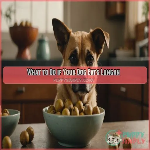 What to Do if Your Dog Eats Longan