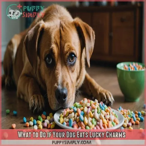 What to Do if Your Dog Eats Lucky Charms