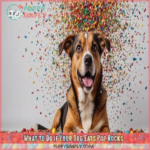 What to Do if Your Dog Eats Pop Rocks