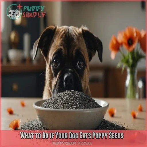 What to Do if Your Dog Eats Poppy Seeds