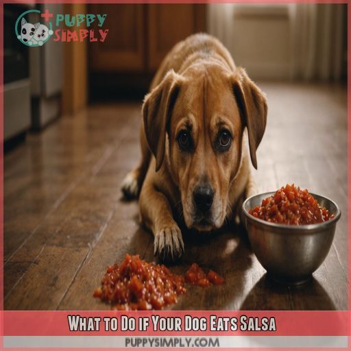 What to Do if Your Dog Eats Salsa