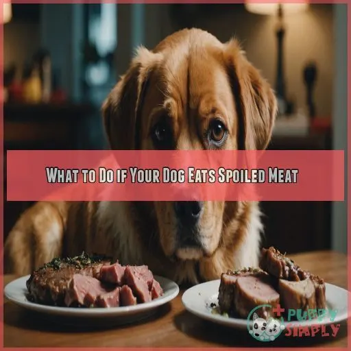 What to Do if Your Dog Eats Spoiled Meat