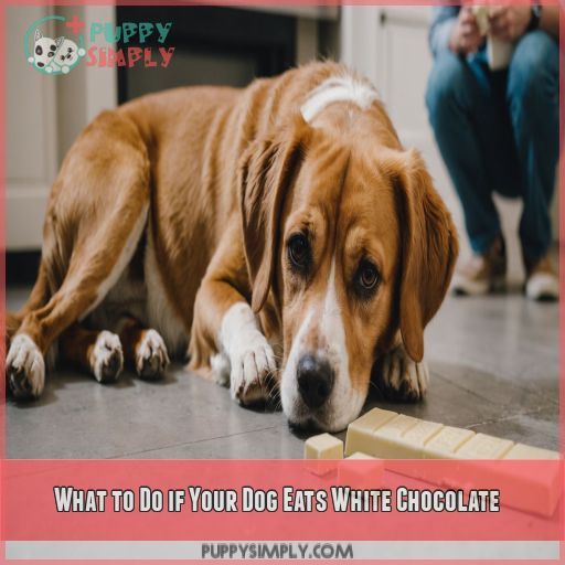 What to Do if Your Dog Eats White Chocolate