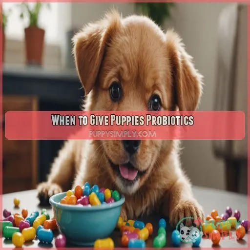 When to Give Puppies Probiotics