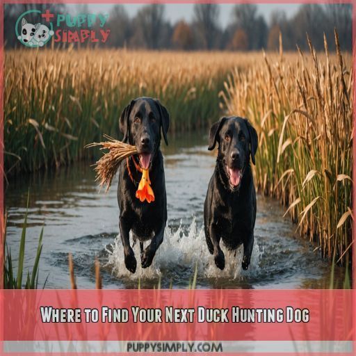 Where to Find Your Next Duck Hunting Dog Where to Find Your Next Duck Hunting Dog