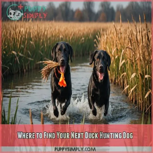 Where to Find Your Next Duck Hunting Dog