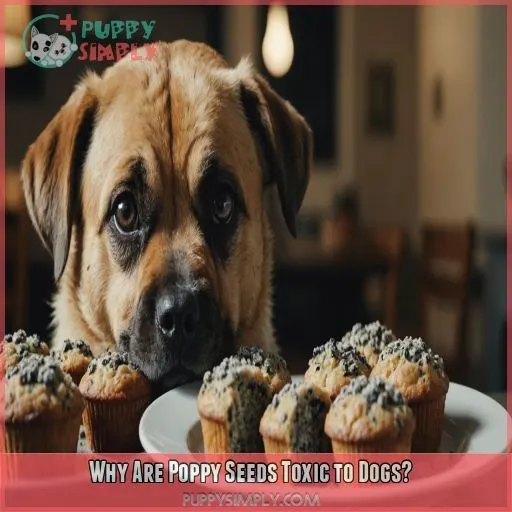 Why Are Poppy Seeds Toxic to Dogs