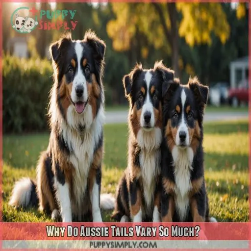 Why Do Aussie Tails Vary So Much