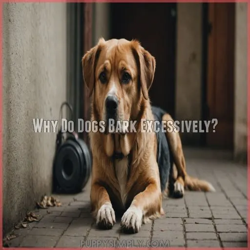 Why Do Dogs Bark Excessively