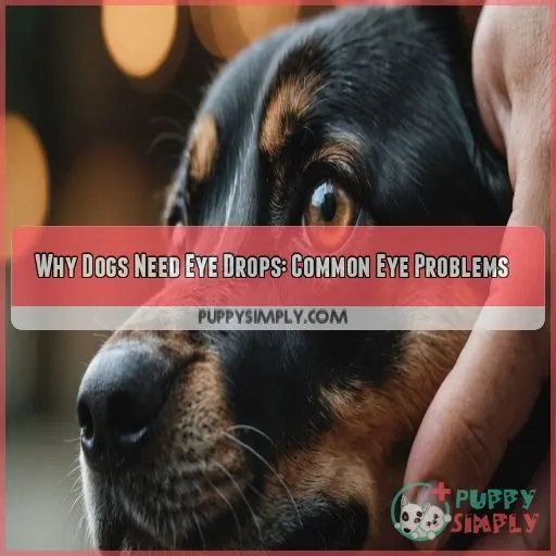 Why Dogs Need Eye Drops: Common Eye Problems