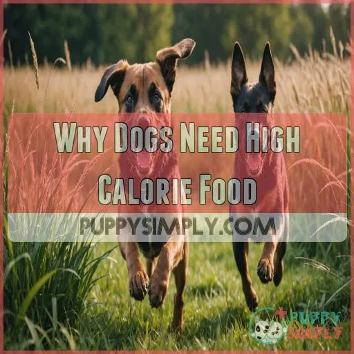 Why Dogs Need High Calorie Food