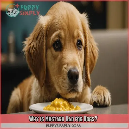 Why is Mustard Bad for Dogs