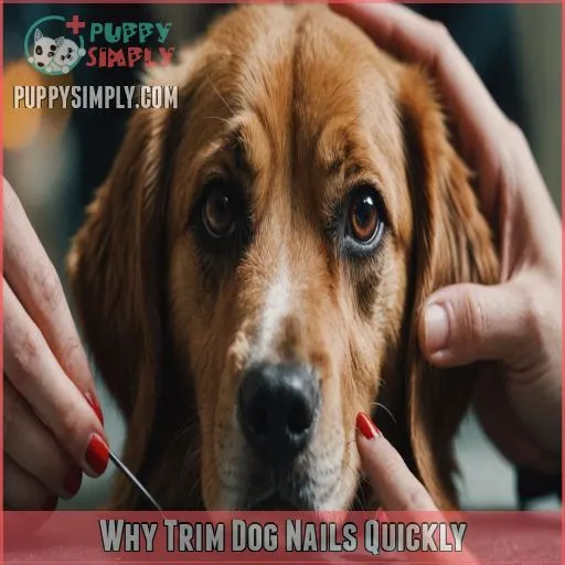 Why Trim Dog Nails Quickly