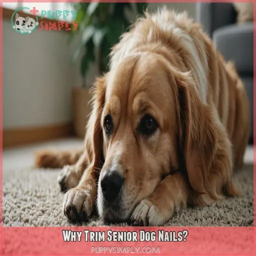 Why Trim Senior Dog Nails