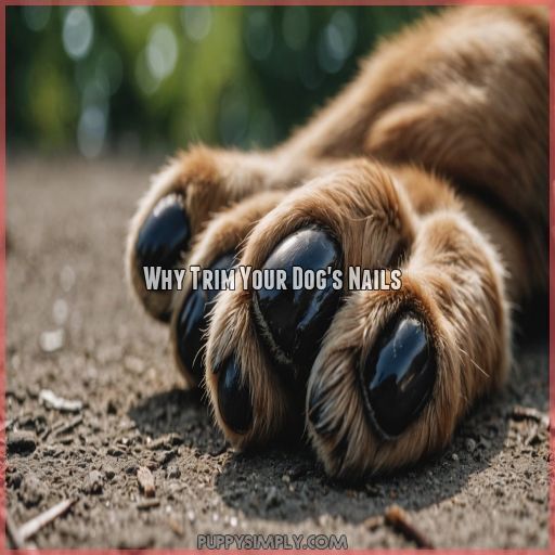 Why Trim Your Dog's Nails Why Trim Your Dog's Nails