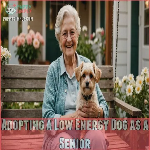 Adopting a Low Energy Dog as a Senior