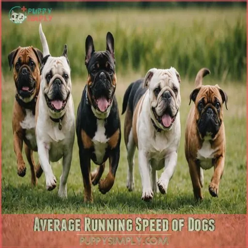 Average Running Speed of Dogs