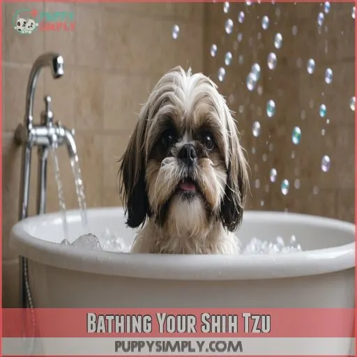 Bathing Your Shih Tzu