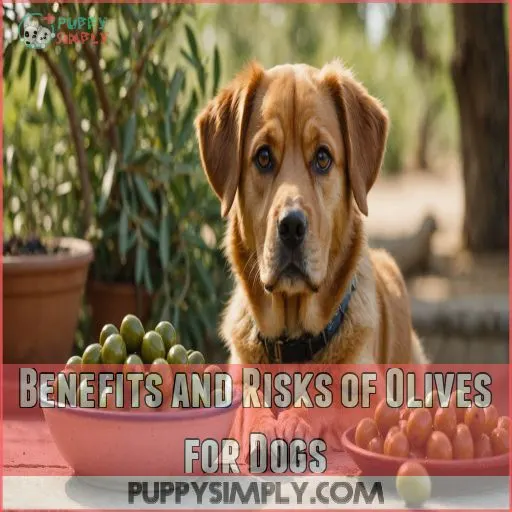 Benefits and Risks of Olives for Dogs