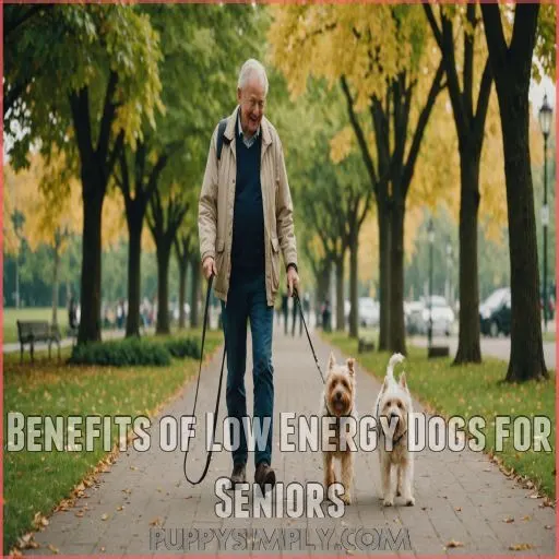 Benefits of Low Energy Dogs for Seniors