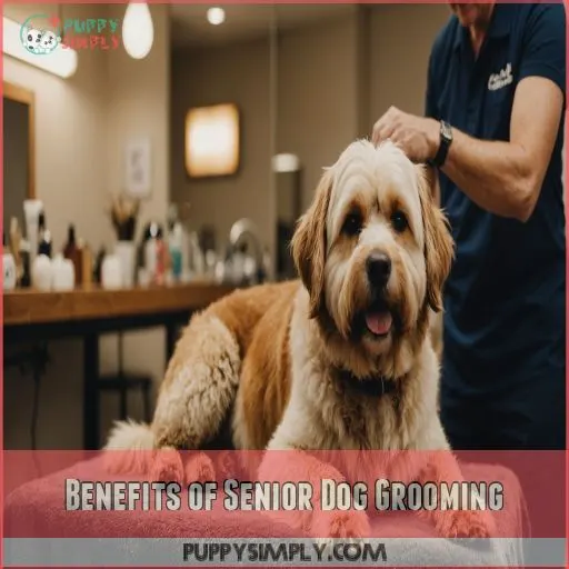 Benefits of Senior Dog Grooming