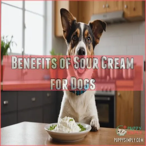 Benefits of Sour Cream for Dogs