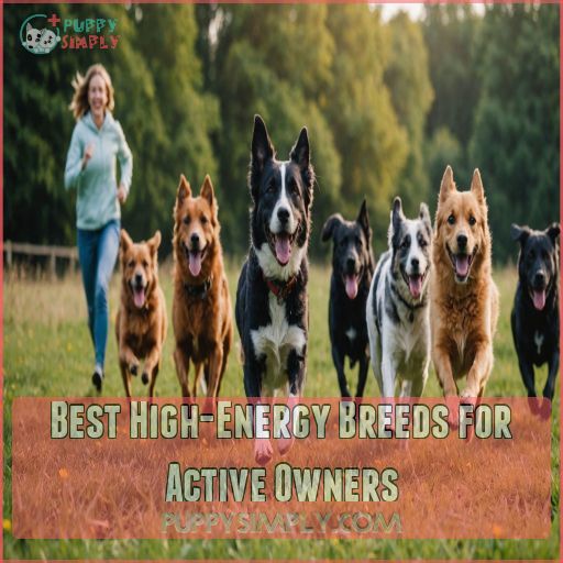 Best High-Energy Breeds for Active Owners