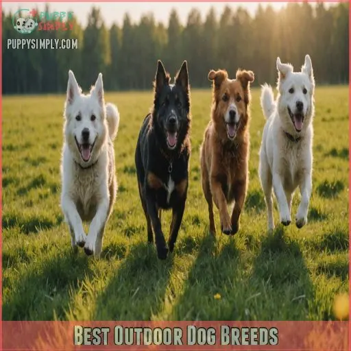 Best Outdoor Dog Breeds