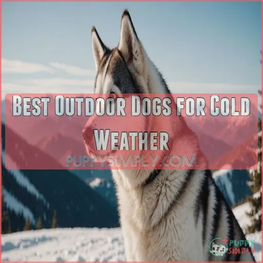 Best Outdoor Dogs for Cold Weather