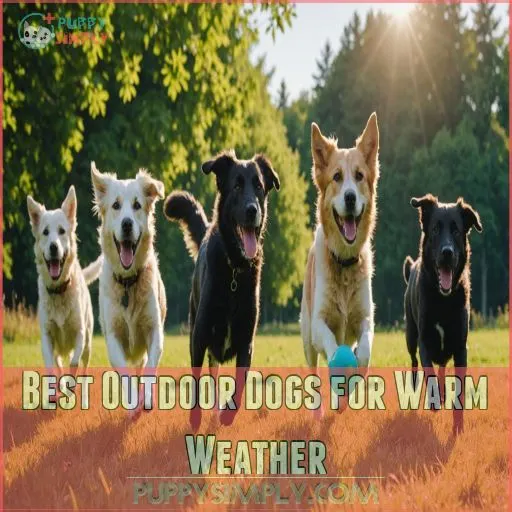 Best Outdoor Dogs for Warm Weather