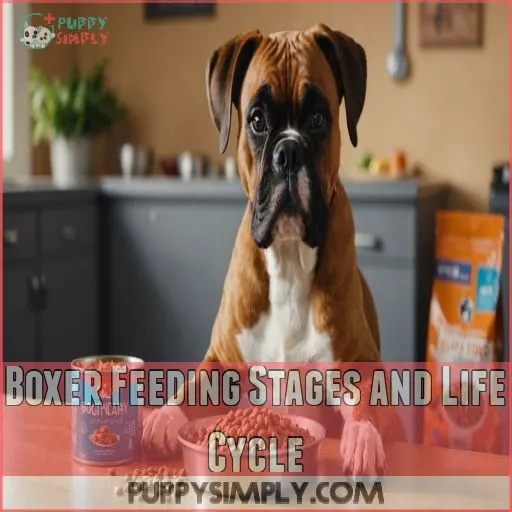 Boxer Feeding Stages and Life Cycle