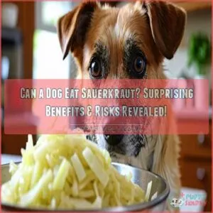 can a dog eat sauerkraut