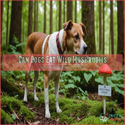 Can Dogs Eat Wild Mushrooms