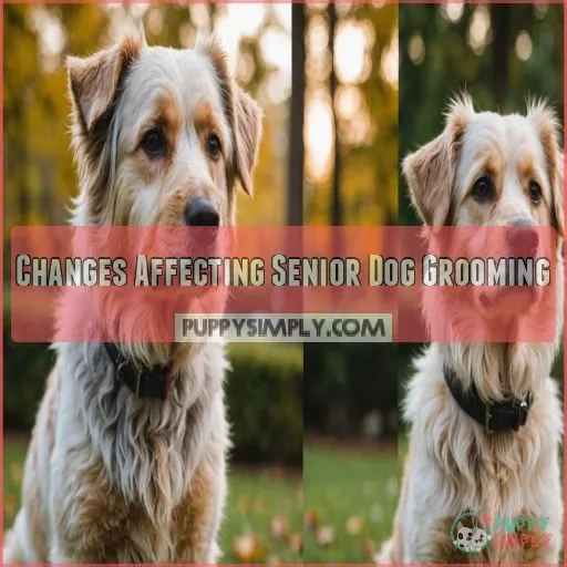 Changes Affecting Senior Dog Grooming