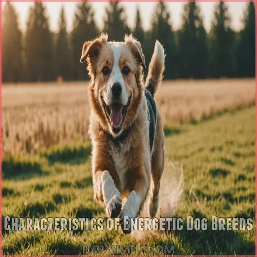 Characteristics of Energetic Dog Breeds