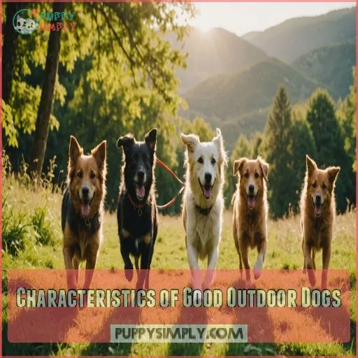 Characteristics of Good Outdoor Dogs