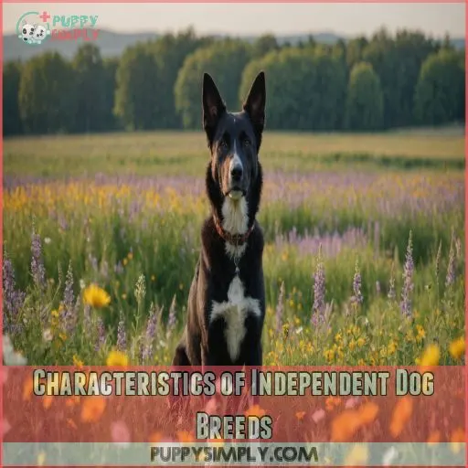 Characteristics of Independent Dog Breeds