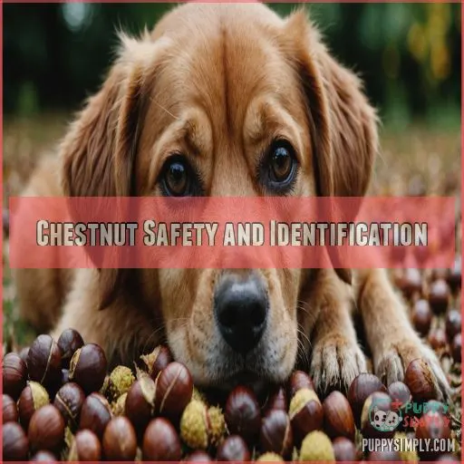 Chestnut Safety and Identification